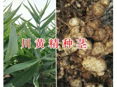 川黃精不倒苗-多花黃精種莖出售，種植包回收圖1