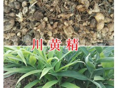 川黃精不倒苗-多花黃精種莖出售，種植包回收圖2