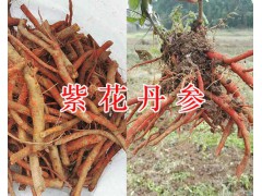 哪里銷售紫花野丹參-四川紫花丹參價(jià)格圖1