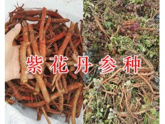哪里銷售紫花野丹參-四川紫花丹參價(jià)格圖3