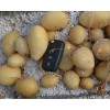 2018麗薯6號批發(fā)價格是多少?