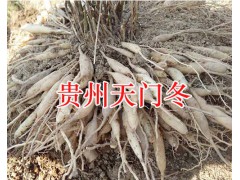貴州哪里銷(xiāo)售天門(mén)冬苗？-黔西南天冬成品出售新鮮圖1