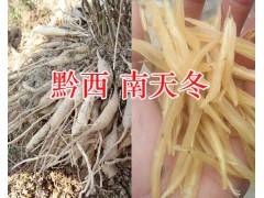 貴州哪里銷(xiāo)售天門(mén)冬苗？-黔西南天冬成品出售新鮮圖2