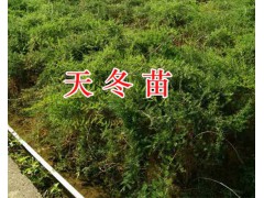 貴州哪里銷(xiāo)售天門(mén)冬苗？-黔西南天冬成品出售新鮮圖3