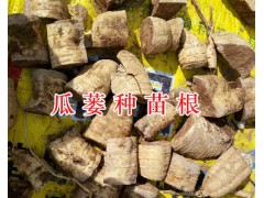 瓜蔞種植合作社-保山瓜蔞銷(xiāo)售、瓜蔞苗批發(fā)圖1