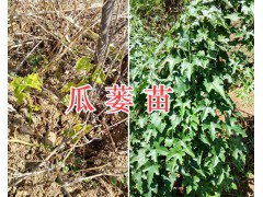 瓜蔞種植合作社-保山瓜蔞銷(xiāo)售、瓜蔞苗批發(fā)圖2