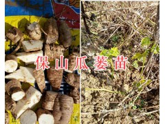 瓜蔞種植合作社-保山瓜蔞銷(xiāo)售、瓜蔞苗批發(fā)圖3
