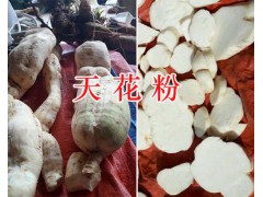 玄參苗種植技術(shù)指導(dǎo)-保山玄參苗批發(fā)商400-6633-626圖3