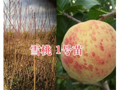 大理雪桃苗-雪桃1號苗、雪桃2號苗出售/種植技術圖1