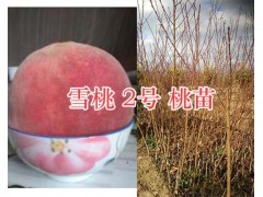 大理雪桃苗-雪桃1號苗、雪桃2號苗出售/種植技術圖2