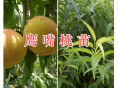 大理雪桃苗-雪桃1號苗、雪桃2號苗出售/種植技術圖3