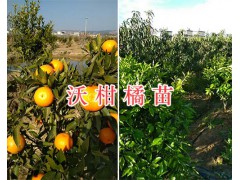 大理祥云縣桃園培育基地培育優(yōu)質新品種桃苗圖3