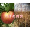 2018大理新品種桃苗：太陽(yáng)紅桃苗&優(yōu)質(zhì)鷹嘴桃苗-德國(guó)桃李苗