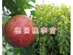 大理祥云縣桃園培育基地培育優(yōu)質新品種桃苗圖2