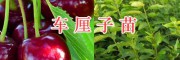 大理哪里有車(chē)?yán)遄用?祥云沃柑橘苗出售