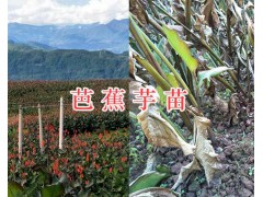 云南芭蕉芋苗批發(fā)-種植包回收/13577983728圖2
