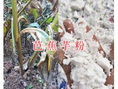 芭蕉芋新粉加工商-云南芭蕉芋粉出售&芭蕉芋收購圖1