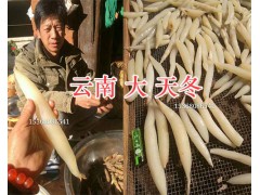 云南中藥材天冬_云南天門(mén)冬批發(fā)-青野中藥材圖3