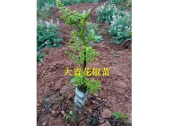 昭通青花椒苗出售-提供大青花椒種植技術(shù)圖3