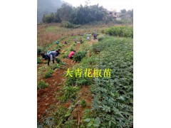 昭通青花椒苗出售-提供大青花椒種植技術(shù)圖1