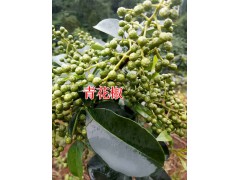 青花椒銷售-云南青花椒批發(fā)商&昭通青花椒圖1