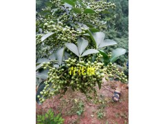 青花椒銷售-云南青花椒批發(fā)商&昭通青花椒圖3