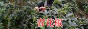 云南青花椒產(chǎn)地在哪？_昭通彝良大青花椒