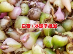 冰球子多少錢一斤_冰球子多少錢一斤_冰球子和山慈菇區(qū)別圖1