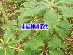貴州重樓種植基地 畢節(jié)重樓銷售圖1