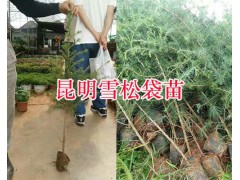 云南哪里紅豆杉苗多&昆明雪松苗價(jià)格圖2