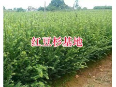 人工栽培紅豆杉苗#昆明雪松1.5-2米圖1