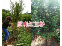 紅豆杉幼苗一棵多少錢#昆明雪松幼苗出售圖3