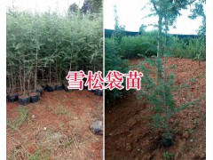 昆明雪松種苗價格（規(guī)格）/紅豆杉大苗圖1