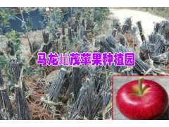 大批蘋果苗、桃苗、甜柿苗正在出售中圖2