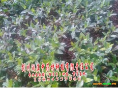 “云南白藥集團(tuán)”金鐵鎖收購點_云南大理金鐵鎖收購價格?圖3