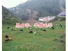 半細毛羊價格-四川涼山半細毛羊出售圖2
