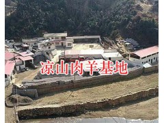 四川涼山州昭覺縣肉牛圖1