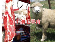 涼山肉羊肉牛養(yǎng)殖：黑山羊肉&細毛羊肉供應圖2
