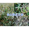 云南哪里能批發(fā)鐵皮石斛鮮條？—保山鐵皮石斛基地