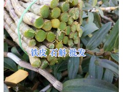 云南哪里能批發(fā)鐵皮石斛鮮條？—保山鐵皮石斛基地圖3