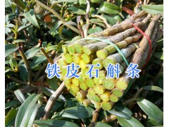云南哪里能批發(fā)鐵皮石斛鮮條？—保山鐵皮石斛基地圖2