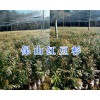 保山紅豆杉種苗出售_紅豆杉袋苗-云南紅豆杉苗供應(yīng)信息