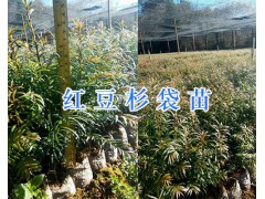 云南保山紅豆杉樹(shù)苗-仿種植紅豆杉_圖2
