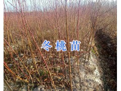 大理賓川冬桃苗—現(xiàn)挖發(fā)貨-圖1