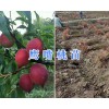 哪有優(yōu)質(zhì)桃苗#大理鷹嘴桃種苗批發(fā)商-桃苗合作社