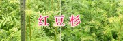紅豆杉一個盆里種幾顆&紅豆杉母苗出售-15974964147
