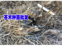 蒼術又叫赤術、槍頭菜多少錢一斤*山精又叫蒼術種植哪里有賣圖1