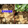 云南蒼術(shù)高度技術(shù)資料大全&蒼術(shù)價格是多少錢一斤？