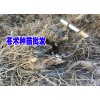 蒼術(shù)批發(fā)價格、蒼術(shù)的市場價格的好平臺？蒼術(shù)價格網(wǎng)