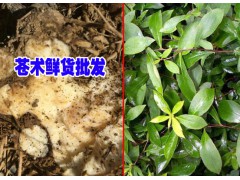 玉龍縣魯?shù)樗幉姆N植農(nóng)民合作社產(chǎn)品供應(yīng)信息 蒼術(shù)供應(yīng)圖1